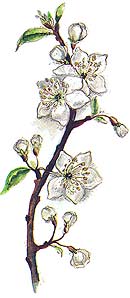 Schmuckbild Kräuter